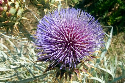 Una inflorescencia del Cardo de Castilla que aparenta ser una única gran flor, cuando en realidad son numerosas flores pequeñas densamente agrupadas.