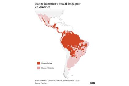 Una iniciativa impulsada por Panthera buscar crear un corredor que proteja y conecte a poblaciones de jaguares desde México a Brasil. El jaguar perdió cerca del 50 % de su distribución histórica