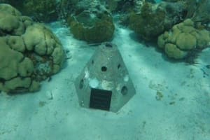 Una innovadora empresa funeraria transforma las cenizas humanas en santuarios submarinos que regeneran la vida marina