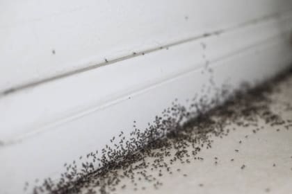 Una invasión de hormigas se puede generar en el hogar; generalmente sucede en la cocina (Foto Pexels)