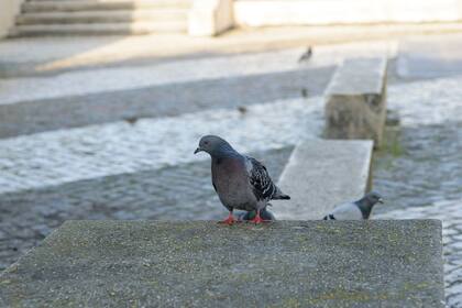 Una investigación de la UBA desarrollada en Mar del Plata, Balcarce y Miramar señala que las áreas urbanas actúan como un filtro que disminuye la variedad de colores de las aves que las habitan y beneficia el gris, probablemente porque favorece el mimetismo con el cemento