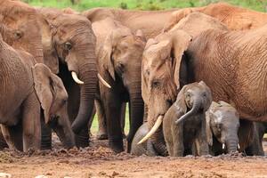 Una investigación en Kenia revela 469 llamadas distintas utilizadas entre elefantes