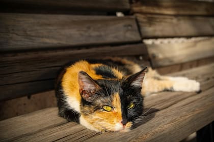 Una investigación reveló que se encontraron restos de drogas ilícitas en mascotas, algo que representa un gran riesgo