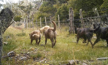 Una jauría de perros asilvestrados en uno de los campos cercanos a Río Grande