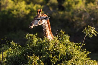 Una jirafa asoma en el follaje de la reserva
