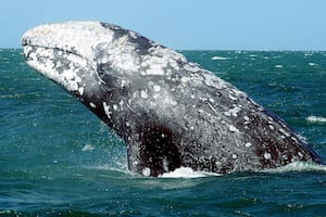 Sorpresa a bordo: el tierno momento en el que una ballena gris se deja acariciar