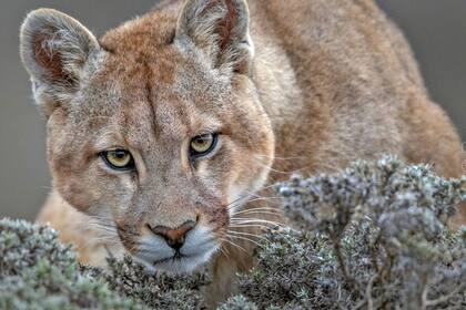 Los encuentros con pumas en California son los que más aumentan por la baja de las precipitaciones