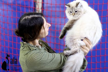 Una expositora sostiene a un gato de raza Bosque de Noruega, en una exposición de abril de 2019, a la que asistieron más de mil personas (Asociación Felina Argentina)