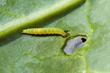 Una larva de Plutella Xylostella comiendo una hoja de repollo