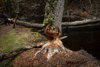 Una lenga roída por castores. Los árboles del género Nothofagus que dominan los bosques patagónicos no tienen la capacidad de regenerarse o defenderse del castor como los de norteamérica. Imagen capturada por Luján Agusti, de National Geographic.