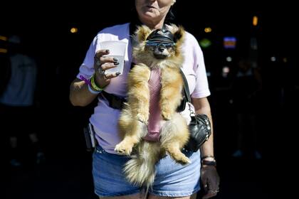Una ley podría obligar a los alemanes a pasear a sus perros dos veces al día