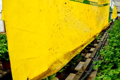 Una lona de color amarillo al lado del cultivo que se usa para atraer a los trips.