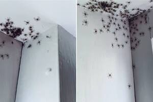 Una madre australiana entró al dormitorio de su hija y presenció un espectáculo espeluznante