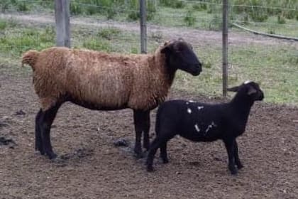 Una madre cruza Hampshire Down por Dorper y padre Dorper puro