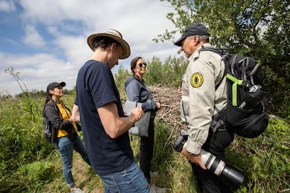 Una madriguera de castores, una especie que había se había extinguido en la zona, pero que logró recuperarse.