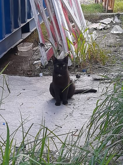 Una madrugada, Claudia finalmente pudo atrapar a Salem.