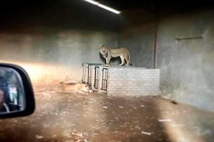 La cacerías enjauladas es un servicio en el que el cazador dispone de todos los medios para atrapar a su presa, que no tiene ninguna opción de escapar