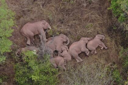 Una manada de 15 elefantes descansa plácidamente en un parque natural de la provincia china de Yunnan. 
El hábitat de los elefantes se ha desplomado a nivel mundial, ha disminuido en más del 50 por ciento para los elefantes africanos, y los elefantes asiáticos están restringidos al 15 por ciento de su área de distribución original, lo que agrava el conflicto entre humanos y elefantes.