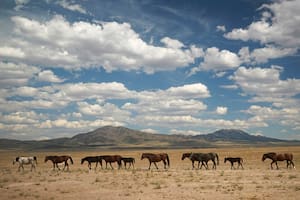 El dilema de los emblemáticos caballos salvajes de EE.UU.