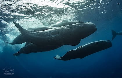 Una manada de cachalotes interactúa cerca de las islas Azores.