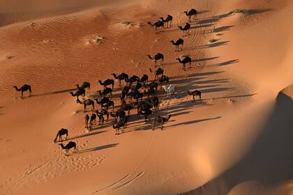 Una manada de camellos recupera su territorio tras el paso de la caravana de autos, motos y camiones y camina sobre las dunas del Empty Quarter; la mayor área de arena acumulada en el mundo se extiende también por Omán, Yemen y Emiratos Árabes Unidos.