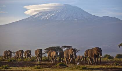 Una manada de elefantes caminaba por la montaña más alta de África, el monte Kilimanjaro (Tanzania)