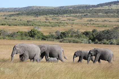Una manada de elefantes en el parque nacional Serengeti, en el noreste de Tanzania