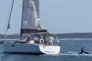 Una manada de orcas volteó una embarcación en altamar y generó preocupación en los turistas