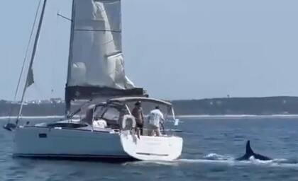 Una manada de orcas volteó una embarcación en altamar y generó preocupación en los turistas