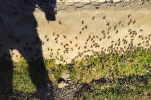 La tucura sapo arrasa un campo de más de 100 años