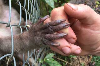Escasez de monos: un obstáculo inesperado en la búsqueda de la vacuna
