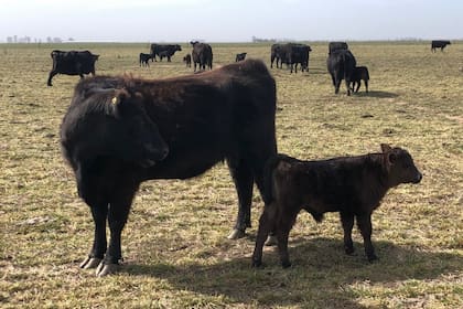 Una marca de la sequía: sin pasto en Carlos Tejedor (2023)