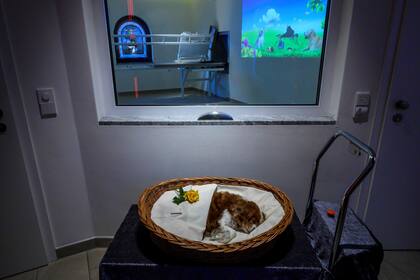 Una mascota muerta descansa antes de ser cremada