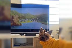 Una mascota se llevó todos los aplausos en las redes sociales (Captura video)