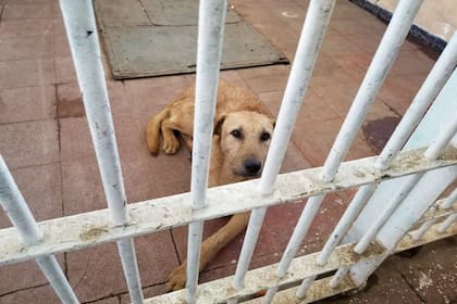 Una mascota también busca su lugar en la cárcel de Batán