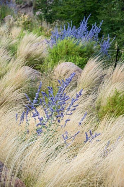 Una mata de gramíneas movida por el viento puede ser el marco ideal para destacar las inflorescencias de otras herbáceas, como ocurre con esta Salvia yangii