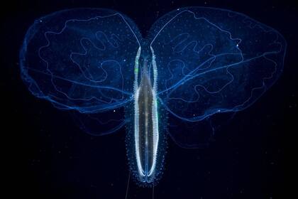 Una medusa de la clase Leucothea multicornis, con sus alas ampliamente abiertas, se propulsa a través de las aguas de Alicante, España