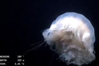 Así se ve la fascinante vida submarina a 300 metros de profundidad