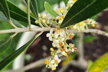 Una menos conocida: la flor del olivo, mucho más discreta, pero llena de promesas