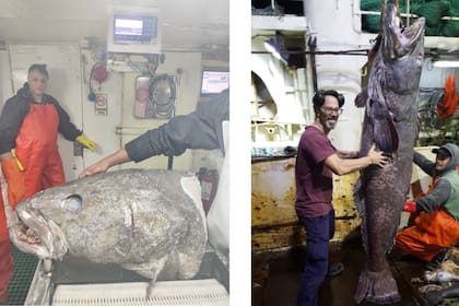 Una merluza negra adulta puede tener gran tamaño