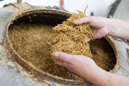 Una mezcla de viruta y paja de avena es el alimento de las gírgolas.