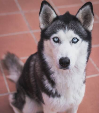Una mezcla única de razas que sorprendió a millones al revelar su ADN