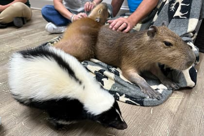 Una mofeta pasa junto a una capibara en el Capybara Cafe, en St. Augustine, Florida, el 14 de marzo de 2025. (AP Foto/Mike Schneider)