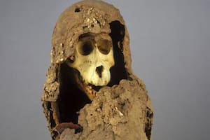 La momia de babuino reveló la ubicación exacta de una ciudad perdida