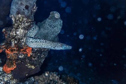 Una morena asoma en el mar de Aruba, en una imagen tomada por Nicolás Marin en una expedición de buceo nocturna