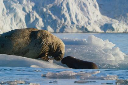 Una morsa con su cría descansando en un iceberg en el Ártico. El vínculo entre la madre y la cría son muy fuertes