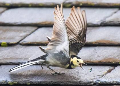 Una motacilla es fotografiada a punto de cenar