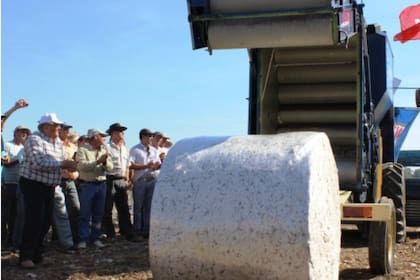 Una muestra de cómo trabajaba la cosechadora llamada La Lola