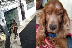 Abandonó a un perro ciego, la grabaron y el video desató una ola de indignación