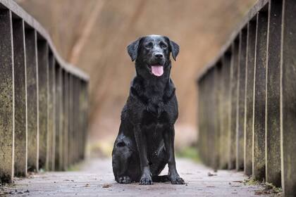 Una mujer adoptó un perro que resultó ser una mezcla de muchas razas